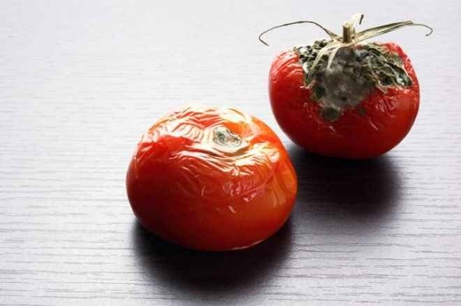 Çürük domatesleri atanlar pişman olacak! Meğer bilinmeyen bir etkisi varmış 1
